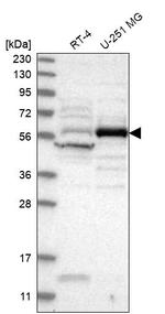 CEP55 Antibody in Western Blot (WB)