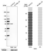 NXN Antibody