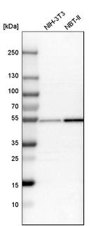 NXN Antibody in Western Blot (WB)