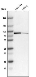 NCDN Antibody in Western Blot (WB)