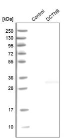 DCTN6 Antibody in Western Blot (WB)