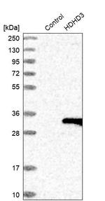 HDHD3 Antibody in Western Blot (WB)