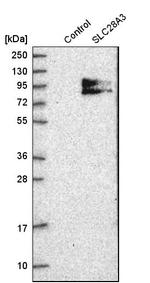 SLC28A3 Antibody in Western Blot (WB)