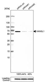 VANGL1 Antibody