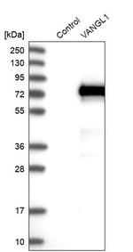 VANGL1 Antibody in Western Blot (WB)