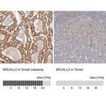 MICALL2 Antibody in Immunohistochemistry (IHC)