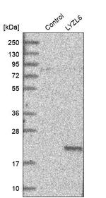 LYZL6 Antibody in Western Blot (WB)