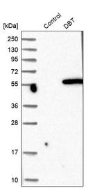 DBT Antibody in Western Blot (WB)