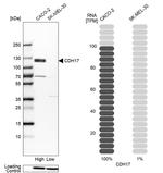 CDH17 Antibody in Western Blot (WB)