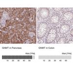 GNMT Antibody in Immunohistochemistry (IHC)