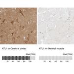 ATL1 Antibody in Immunohistochemistry (IHC)