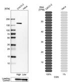 CGN Antibody in Western Blot (WB)