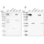 CGN Antibody in Western Blot (WB)