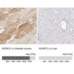 MYBPC1 Antibody