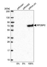 IRF2BP2 Antibody in Western Blot (WB)