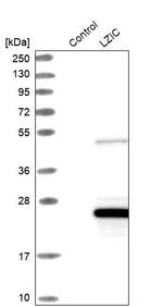 LZIC Antibody in Western Blot (WB)