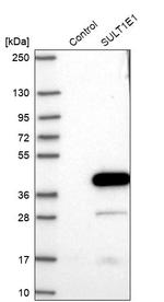 SULT1E1 Antibody in Western Blot (WB)