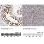 RALGPS2 Antibody