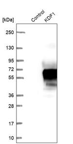 KDF1 Antibody in Western Blot (WB)