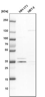 MECR Antibody in Western Blot (WB)