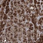 RGN Antibody in Immunohistochemistry (IHC)