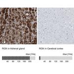 RGN Antibody