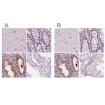 PAEP Antibody in Immunohistochemistry (IHC)