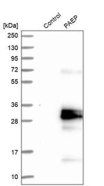 PAEP Antibody in Western Blot (WB)