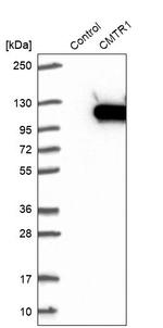 FTSJD2 Antibody in Western Blot (WB)