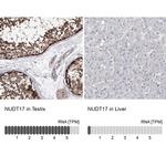 NUDT17 Antibody