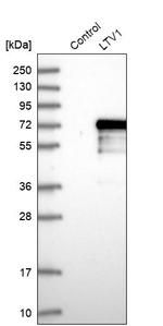 LTV1 Homolog Antibody in Western Blot (WB)