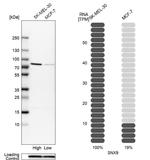 SNX9 Antibody in Western Blot (WB)