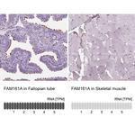 FAM161A Antibody