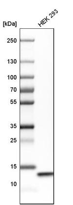 COX5B Antibody in Western Blot (WB)