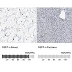 RBP7 Antibody in Immunohistochemistry (IHC)