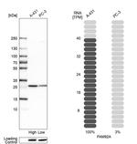 FAM92A1 Antibody in Western Blot (WB)