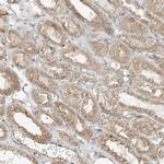 LANCL1 Antibody in Immunohistochemistry (IHC)