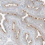 LANCL1 Antibody in Immunohistochemistry (IHC)