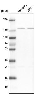 PPP2R3A Antibody in Western Blot (WB)