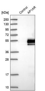 AP1AR Antibody in Western Blot (WB)