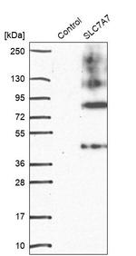 SLC7A7 Antibody in Western Blot (WB)