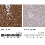 HAAO Antibody in Immunohistochemistry (IHC)