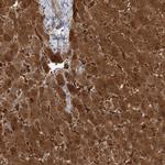 HAAO Antibody in Immunohistochemistry (IHC)