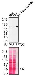 MATR3 Antibody in Immunoprecipitation (IP)