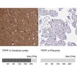 TPPP Antibody