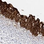 FAM35A Antibody in Immunohistochemistry (IHC)