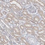 FAM35A Antibody in Immunohistochemistry (IHC)