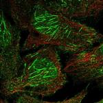 FAM35A Antibody in Immunocytochemistry (ICC/IF)