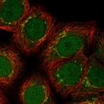 Arfaptin 1 Antibody in Immunocytochemistry (ICC/IF)