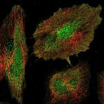 AVPI1 Antibody in Immunocytochemistry (ICC/IF)